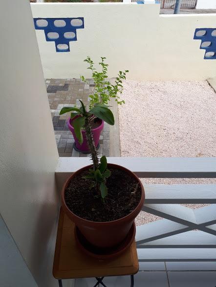 The Lush Apartment Willemstad Exterior photo
